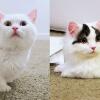 9 Pesan yang Disampaikan Kucing Melalui Kelakuannya, Ada Bawa Bangkai