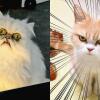 9 Pesan yang Disampaikan Kucing Melalui Kelakuannya, Ada Bawa Bangkai