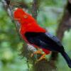 5 Hewan Endemik Asal Patagonia Ini Punya Bentuk yang Menarik