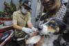 Depok Klaim Bebas Rabies, Begini Pemkot Perlakukan Hewan Peliharaan Warga