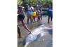 Terlilit Jaring, Lumba-lumba Terdampar di Raja Ampat