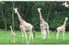 Taman Safari Prigen Pamerkan Bayi Jerapah bersama Induknya