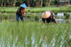 Kementan Memberi Dukungan Program Cetak Sawah Baru di Kotim