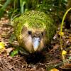 7 Burung Endemik dari Kuba dengan Bentuk Eksotis