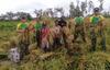 Yonif 755 Panen Padi Pertama di Tambaat Papua