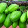 5 Khasiat Daun Jarak Pagar untuk Berbagai Jenis Penyakit