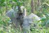 Kebakaran Lahan Picu Konflik Manusia dan Gajah di Riau
