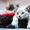 Inilah 10 Jenis Kucing Paling Mahal di Dunia, Mau Pelihara Mereka?