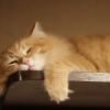 Inilah 10 Jenis Kucing Paling Mahal di Dunia, Mau Pelihara Mereka?