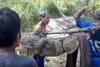 Warga Buton Tangkap Buaya Sepanjang Empat Meter di Atas Bukit