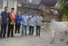 Presiden Jokowi Kurban Sapi Simental untuk Masjid di Jayapura