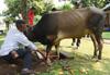 Pelaksanaan Kurban di Rumah Dinas Gubernur Jabar