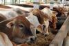 Idul Adha 1440 H, Polda Metro Jaya Berkurban 67 Sapi dan 49 Kambing