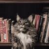 5 Alasan Kenapa Belajar Bahasa Inggris Jangan Dimulai dari Grammar