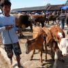 Jadi Hewan Kurban! 6 Fakta Unik Kambing yang Belum Banyak Orang Tahu