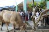 Berdalih Kerasukan Jin, Pria Bejat ini Cabuli Anak Kandung