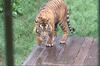 Warga Muara Siau Jambi Resah dengan Penampakan Harimau Sumatera