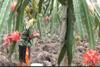 Agro Wisata Buah Naga, Pengunjung Bisa Petik Langsung di Kebun