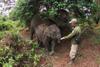 Dampak Kebakaran Hutan, 8 Ekor Gajah Dievakuasi dari TNTN