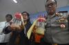 Benih lobster senilai Rp13,8 miliar coba diselundupkan ke Singapura