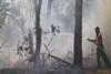 Data Global Forest Watch Titik Api Terbesar di Kawasan Hutan