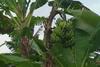 Unik, Pisang di Mentawai Ini Selalu Berbuah Aneh, Satu Batang Dua Jantung