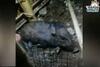 Seekor Babi Muncul di Sawangan Depok, Netizen: Babi Nyari THR Itu Mah...
