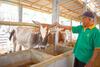Qurban Saat PPKM Darurat, Semua Bisa Dilakukan dari Rumah Lewat Laznas BSMU