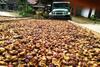 Menanti Tetes Hujan di Masa Panen Kopi Pungkasan Petani Blitar Lereng Kawi