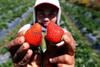 Menteri Airlangga Sebut Hortikultura Bisa Tingkatkan Kesejahteraan Petani