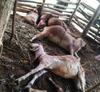 Puluhan Kambing di Gunungkidul Mati Misterius, Diduga Diserang Anjing Hutan