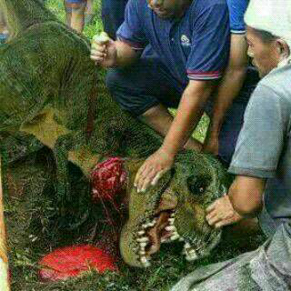 hal hal unik saat qurban gan