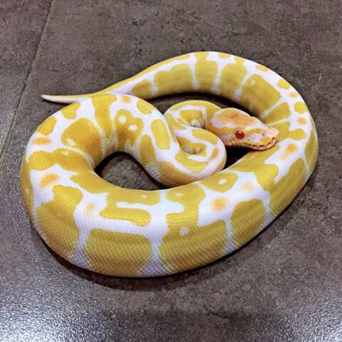 WTS> Ball Python / BP Morph Albino Female cakep.. bole di cek dlu