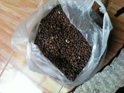 Jual Biji Kangkung Cabut Kualitas Unggul