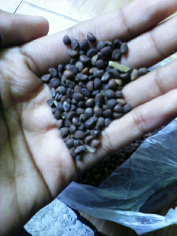 Jual Biji Kangkung Cabut Kualitas Unggul