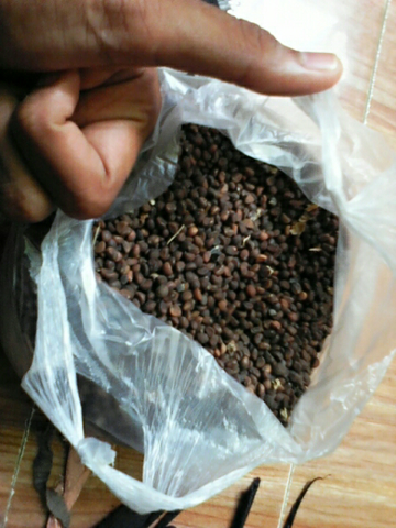 Jual Biji Kangkung Cabut Kualitas Unggul