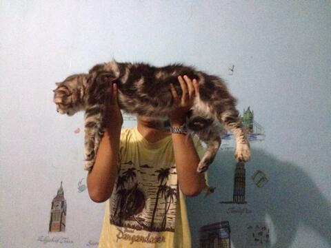 Terjual Jual Anakan Kucing Maine Coon Murah Kaskus