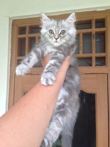 jual 2 kucing mainecoon mix rp.1.300.000