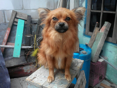 Terjual Anjing Minipom Jantan Betina Murah Ajah Bogor Kaskus