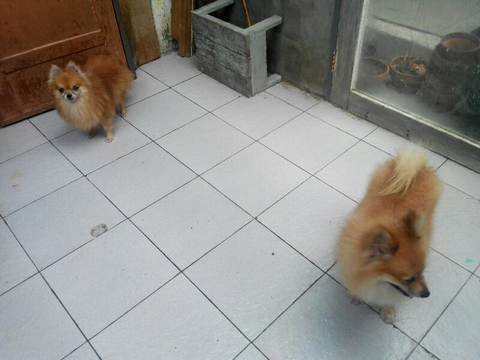 Terjual Anjing Minipom Jantan Betina Murah Ajah Bogor Kaskus
