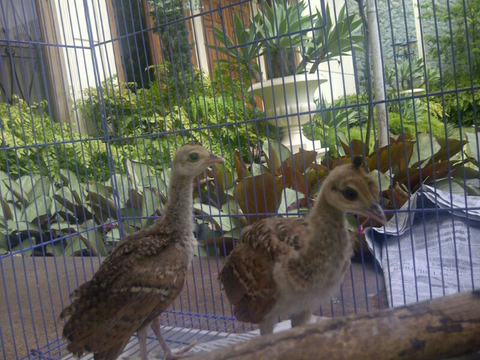 Terjual Wtb Cari Anakan Burung Merak Hijau Kaskus