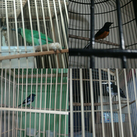 Terjual Jual Burung Murah Cucak Ijo Murai Kacer Jalak Suren