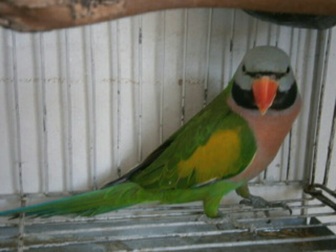 Terjual Jual Burung Betet Jawa Langka Ekor Panjang Murah Gan