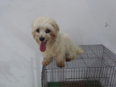 Terjual Jual Anjing Maltese Medan Kaskus