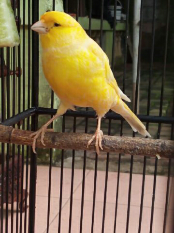 Terjual Burung Kenari F1 Ys Kaskus