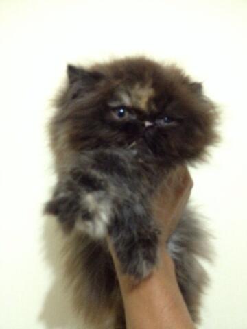 kitten peaknose dan flatnose betina