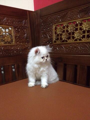 kitten peaknose dan flatnose betina