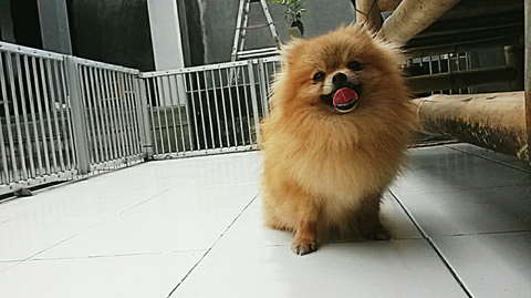 47++ Anjing pom pom lucu download