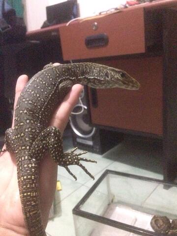 Terjual Reptil Varanus Nebulosus Baby Dan Ular Retic Borneo Baby