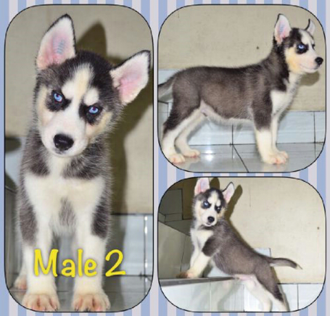 Terjual Siberian Husky Short Hair Murah Meriah Kaskus